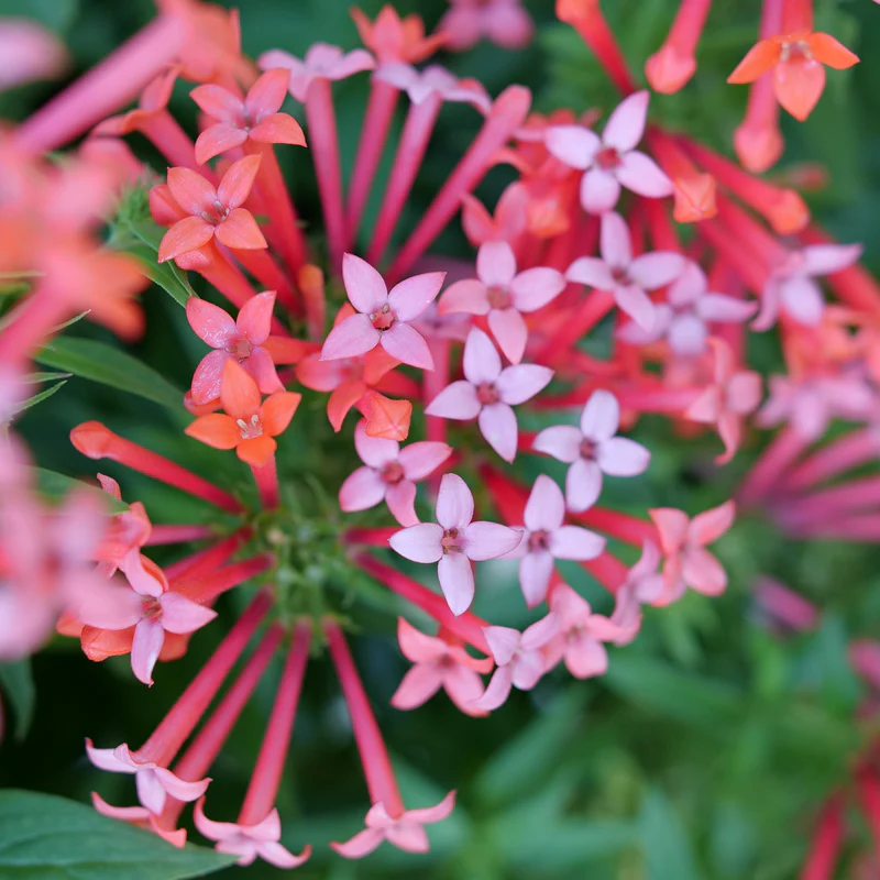 Estrellita Little Star™ Firecracker Bush (Bouvardia) - Image 3