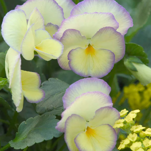'Etain' Perennial Violet (Viola) - Image 5