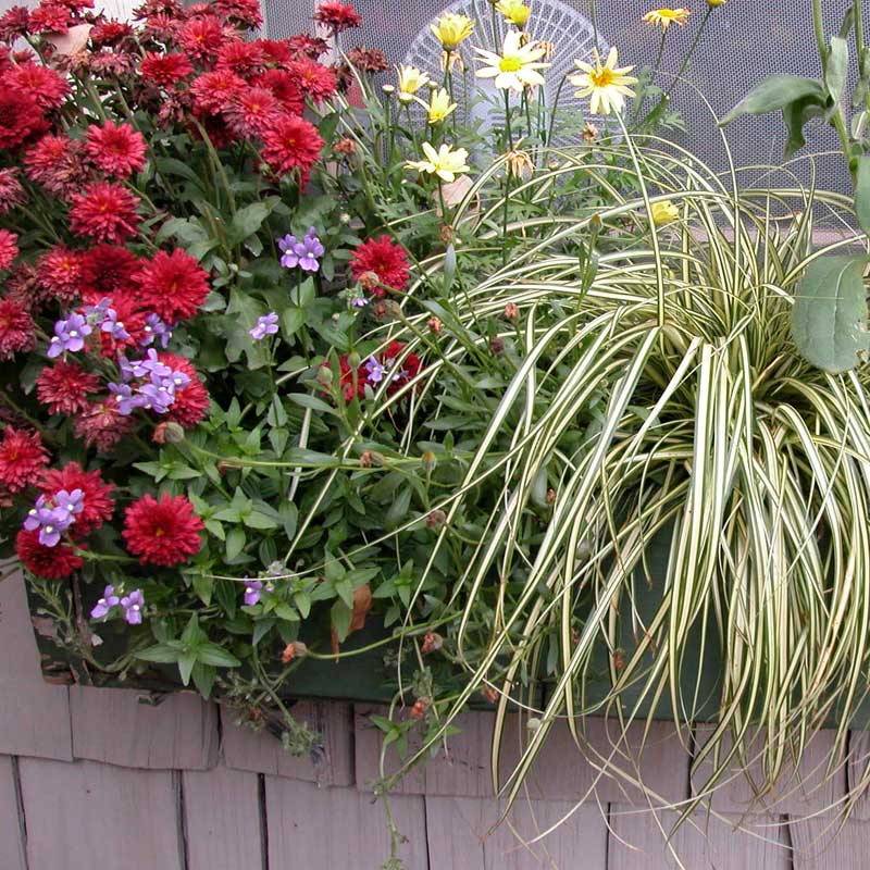 'Evergold' Sedge (Carex) - Image 3