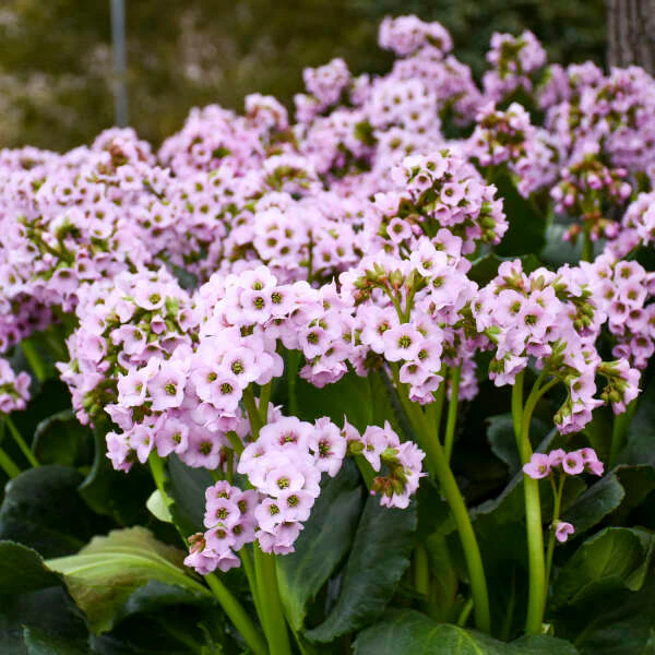 'Fairytale Romance' Pigsqueak (Bergenia) - Image 2