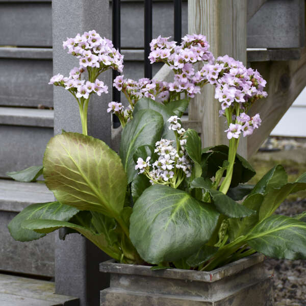 'Fairytale Romance' Pigsqueak (Bergenia) - Image 3