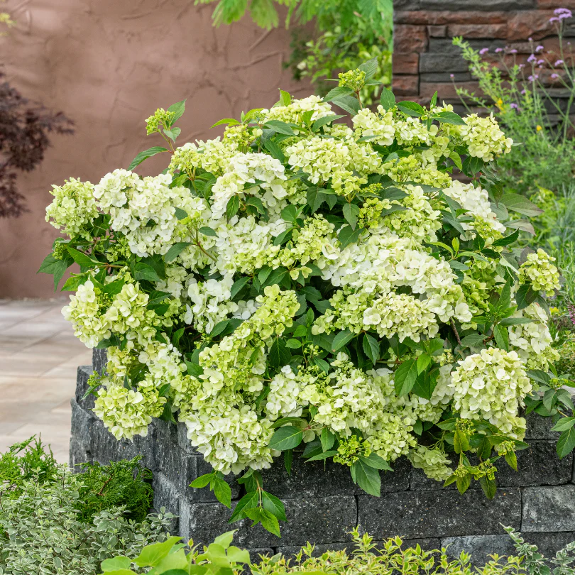 Fairytrail™ Green Cascade Hydrangea