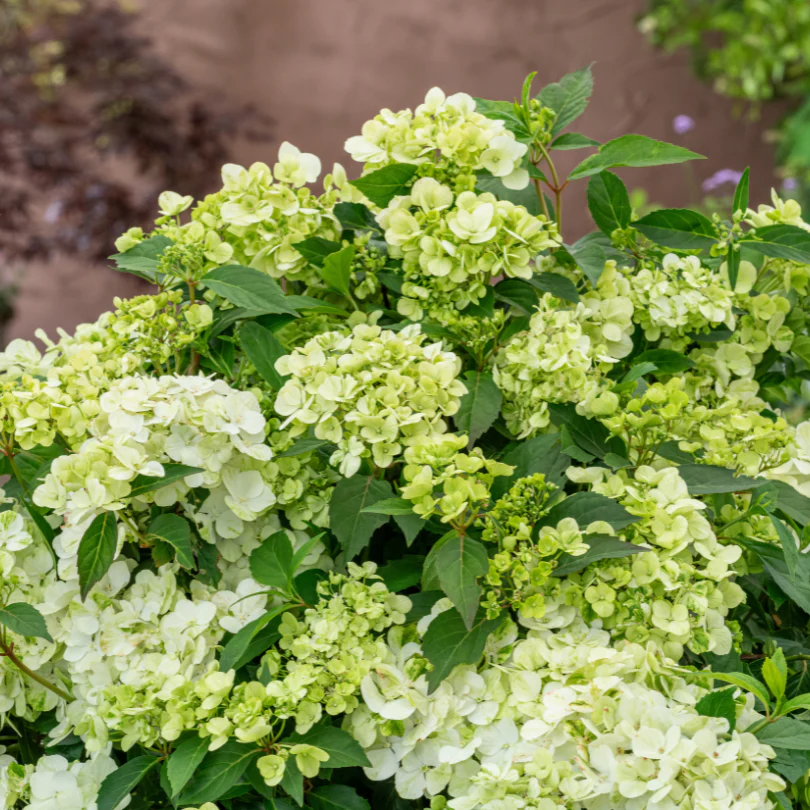 Fairytrail™ Green Cascade Hydrangea - Image 3