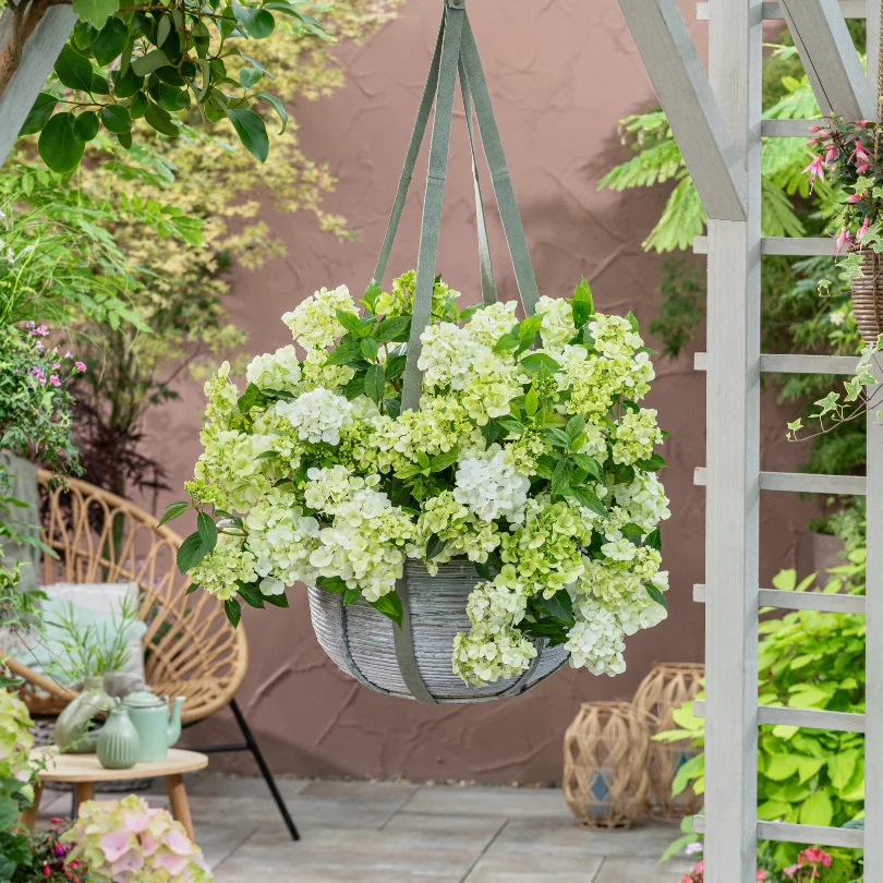 Fairytrail™ Green Cascade Hydrangea - Image 4