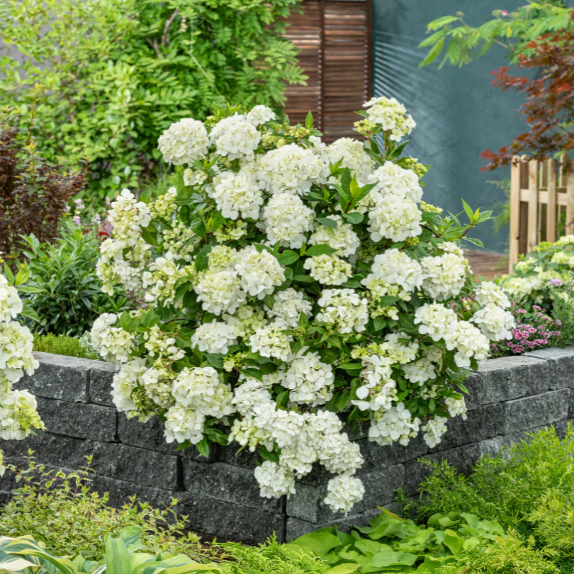 Fairytrail™ White Cascade Hydrangea