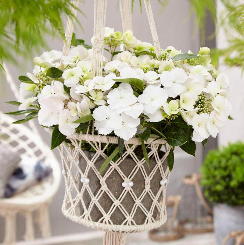 Fairytrail Bride™ Cascade Hydrangea™ - Image 5
