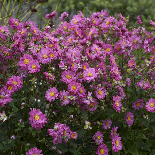 Fall in Love™ 'Sweetly' Japanese Anemone - Image 3