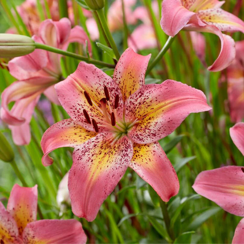 'Fancy Dance' Lily (Lilium)