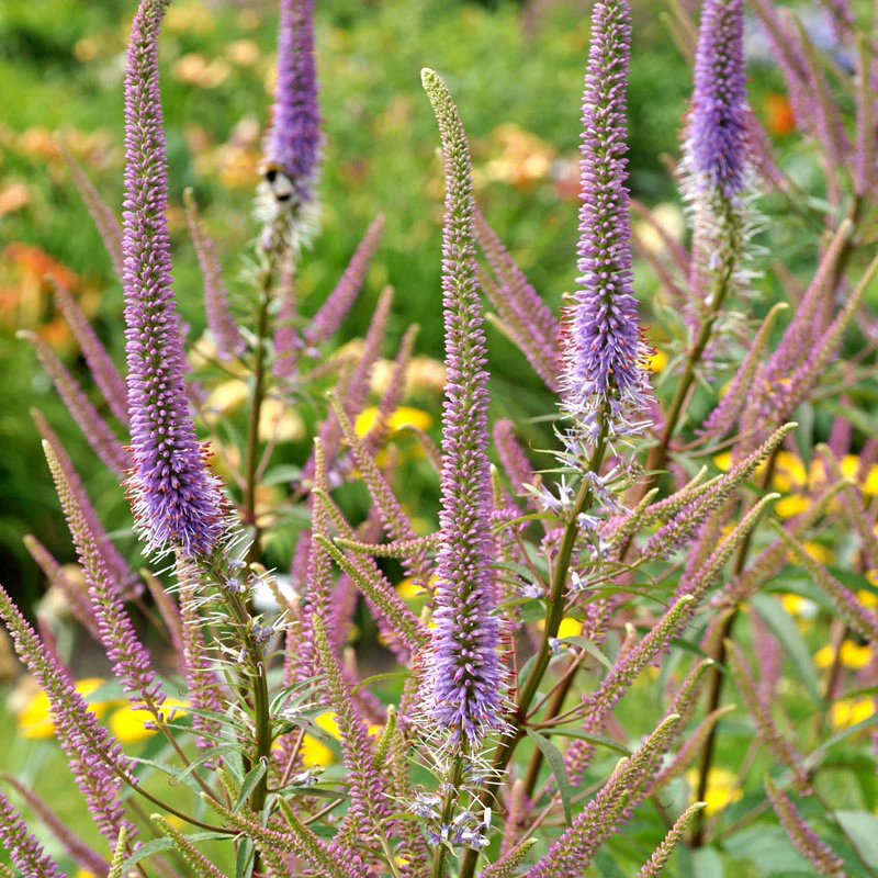 'Fascination' Culver's Root (Veronicastrum)
