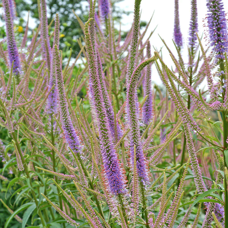 'Fascination' Culver's Root (Veronicastrum) - Image 4