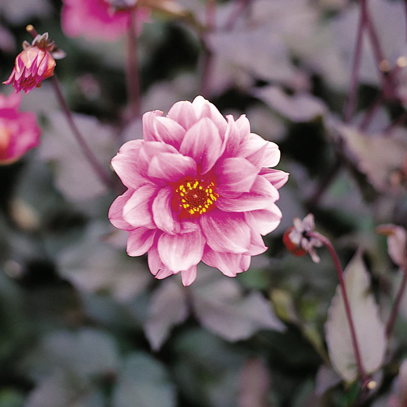 'Fascination' Dahlia - Image 2
