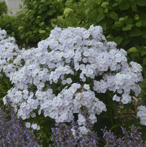 'Fashionably Early Crystal' Hybrid Phlox