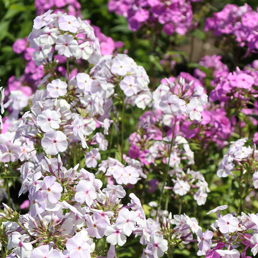 'Fashionably Early Crystal' Hybrid Phlox - Image 3