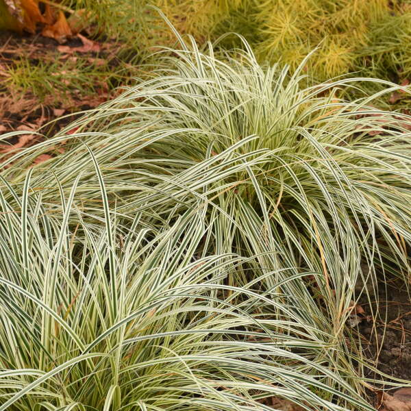 'Feather Falls' Sedge (Carex)
