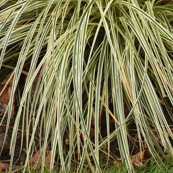 'Feather Falls' Sedge (Carex) - Image 3