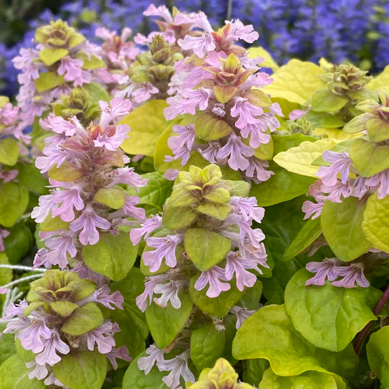 Feathered Friends™ 'Flashy Flamingo' Bugleweed (Ajuga)