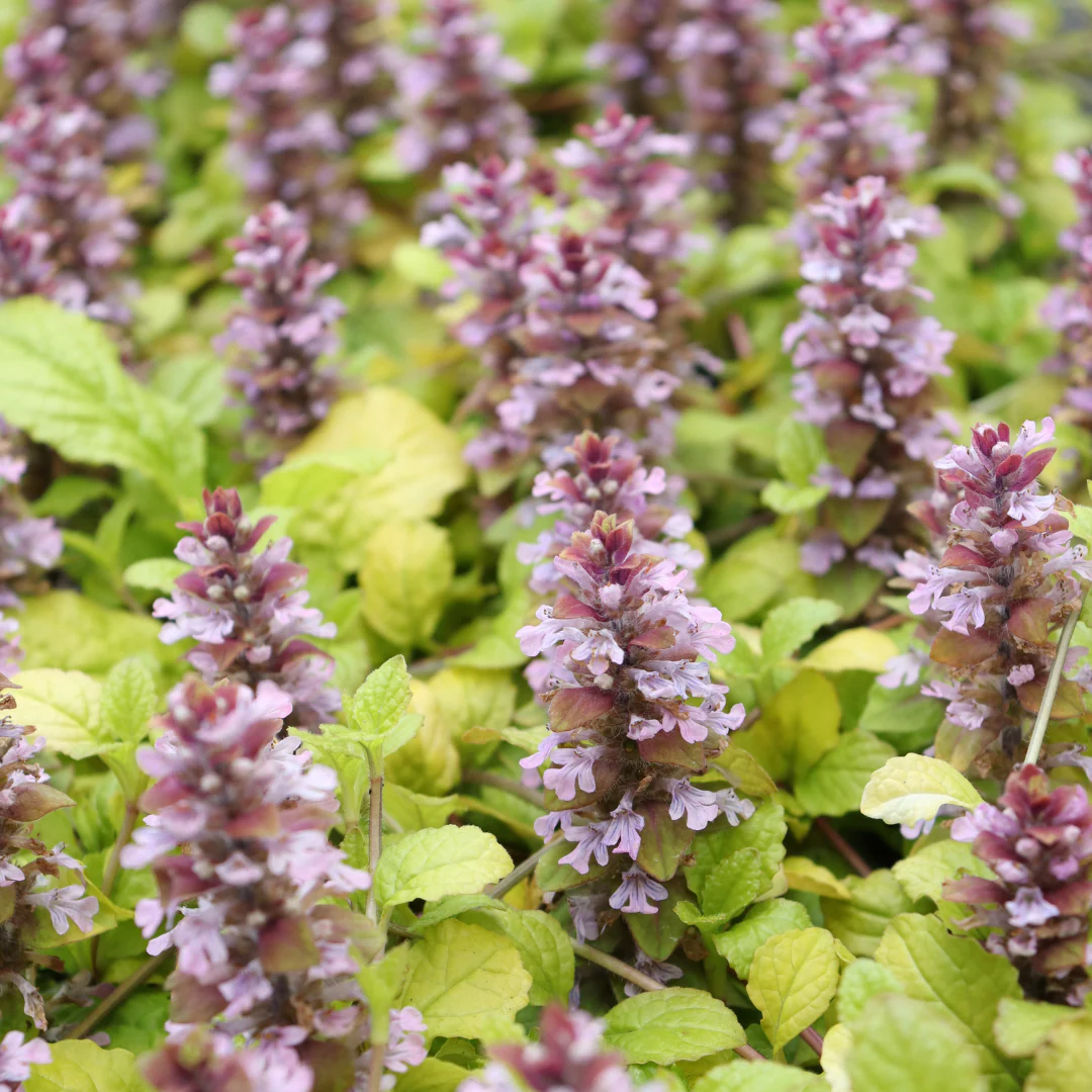 Feathered Friends™ 'Flashy Flamingo' Bugleweed (Ajuga) - Image 2
