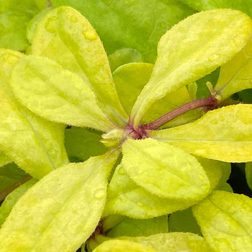 Feathered Friends™ 'Cordial Canary' Bugleweed (Ajuga) - Image 3