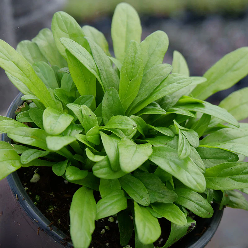 Feathered Friends™ 'Cordial Canary' Bugleweed (Ajuga) - Image 4