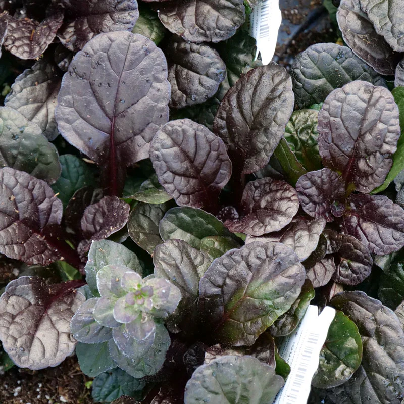 Feathered Friends™ 'Fierce Falcon' Bugleweed - Image 3