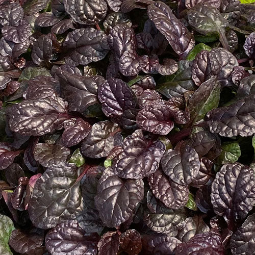 Feathered Friends™ 'Fierce Falcon' Bugleweed - Image 4