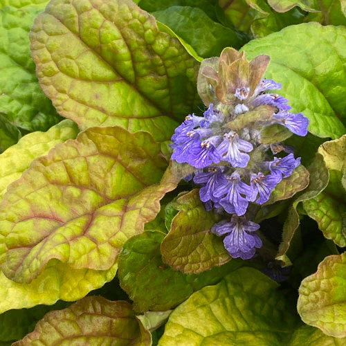 Feathered Friends™ 'Parrot Paradise' Bugleweed (Ajuga) - Image 3