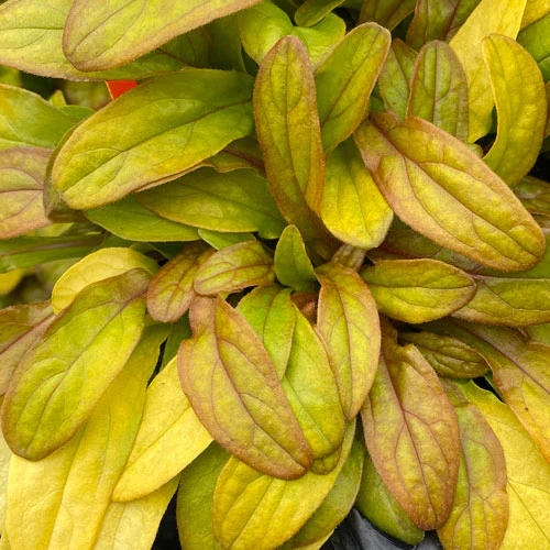 Feathered Friends™ 'Petite Parakeet' Bugleweed (Ajuga) - Image 3