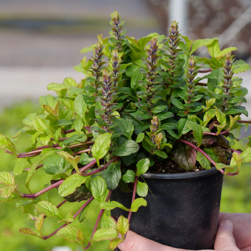 Feathered Friends™ 'Tropical Toucan' Bugleweed (Ajuga)