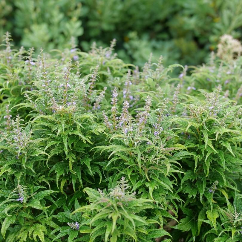 Featherman™ Chastetree (Vitex) - Image 2