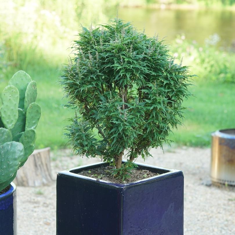 Featherman™ Chastetree (Vitex) - Image 3