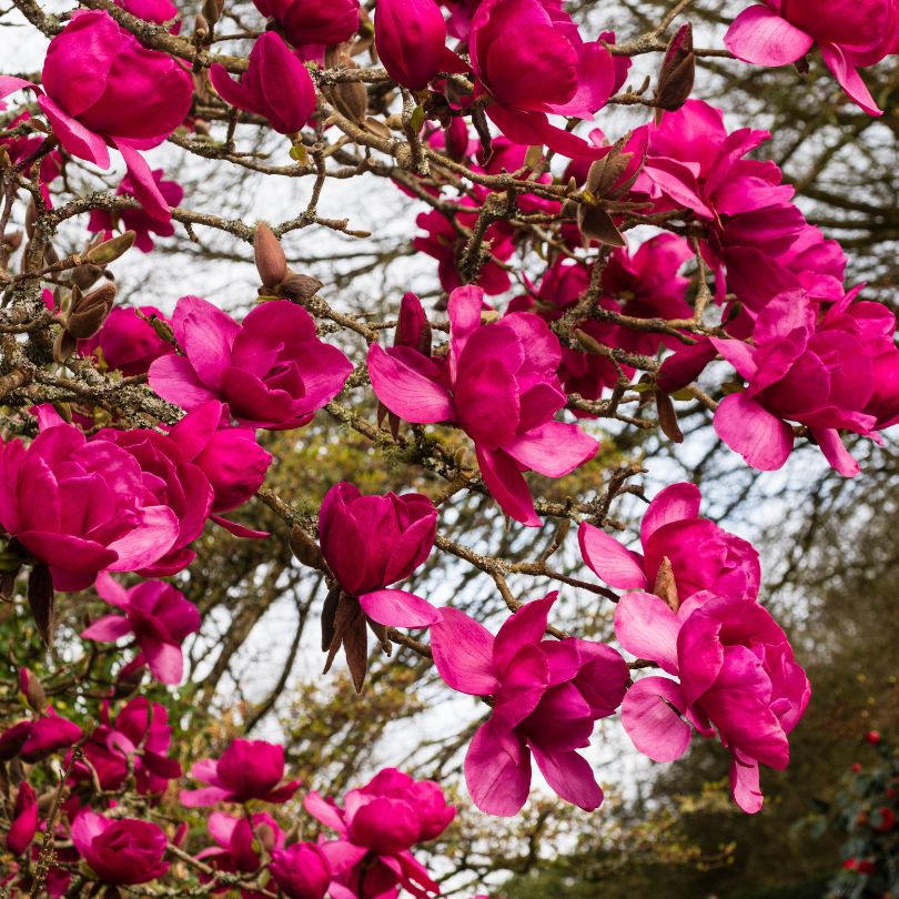 Felix® Magnolia