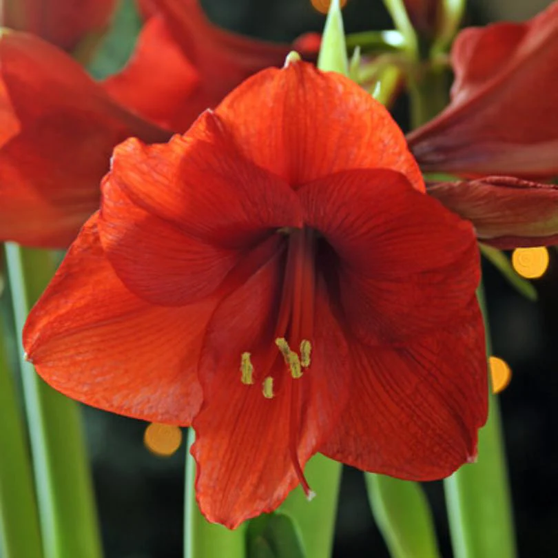 'Ferrari' Amaryllis Bulb