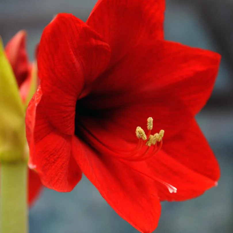 'Ferrari' Amaryllis Bulb - Image 3