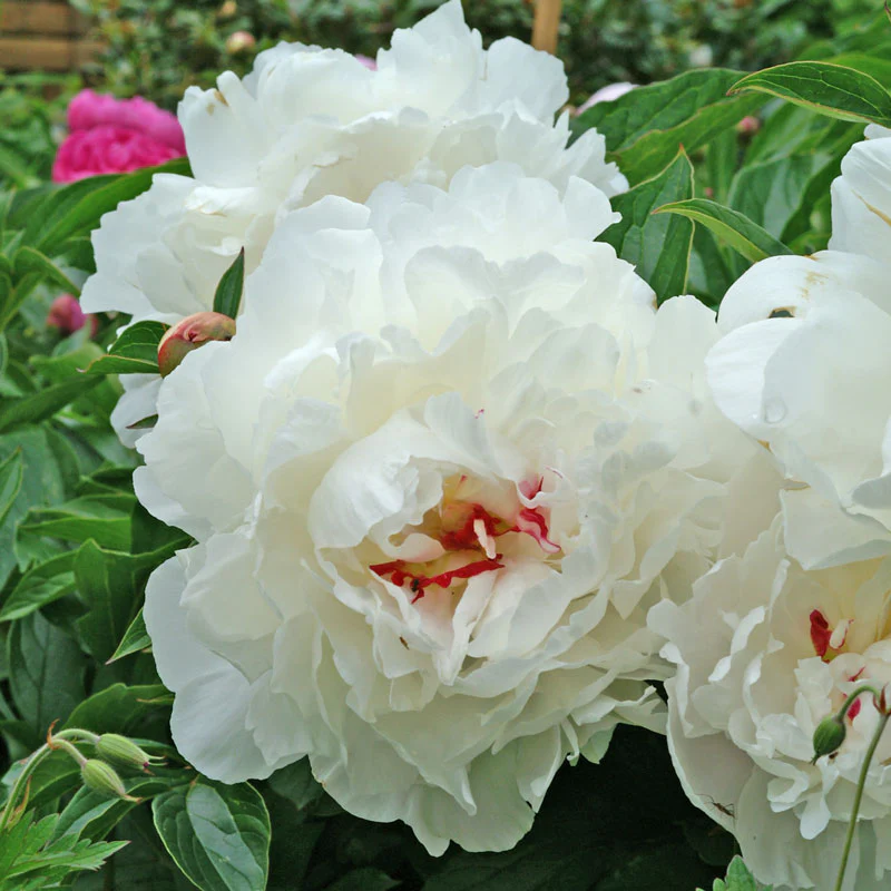 'Festiva Maxima' Peony (Paeonia) - Image 2
