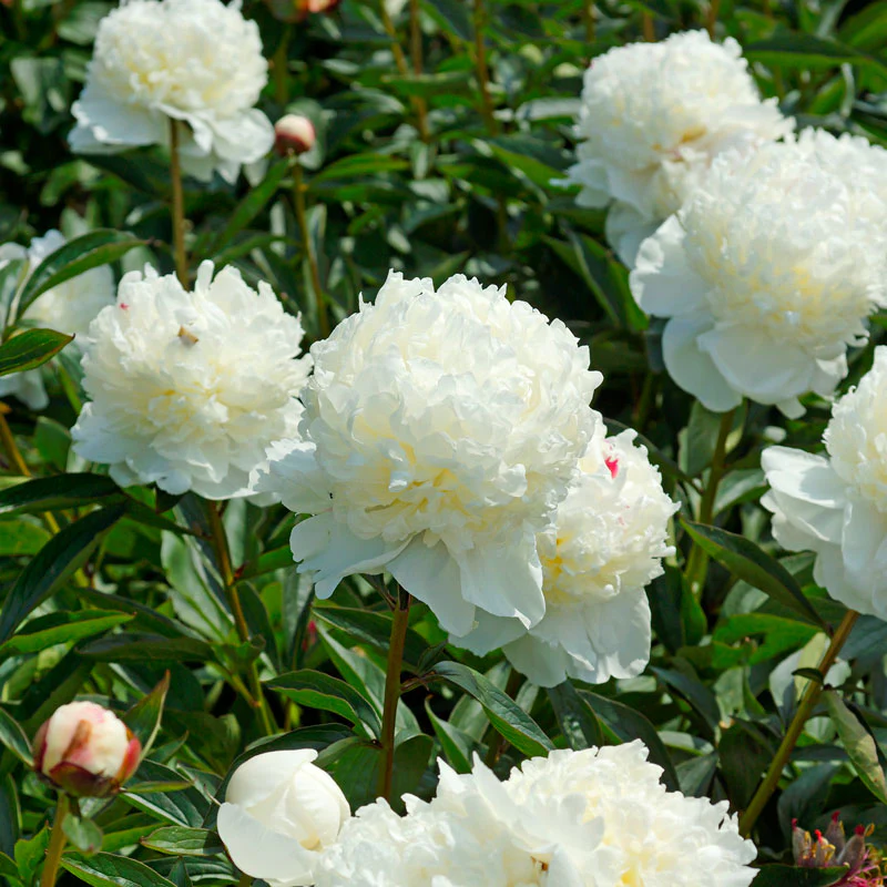 'Festiva Maxima' Peony (Paeonia) - Image 4