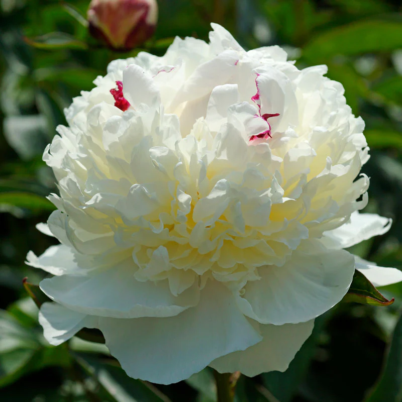 'Festiva Maxima' Peony (Paeonia) - Image 5