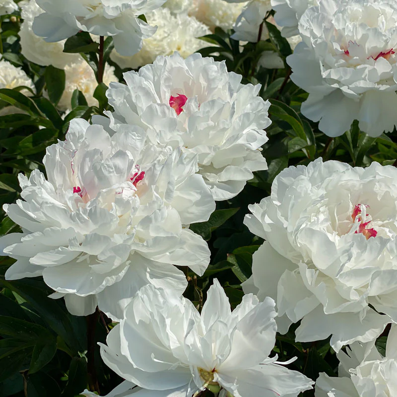 'Festiva Maxima' Peony (Paeonia) - Image 6