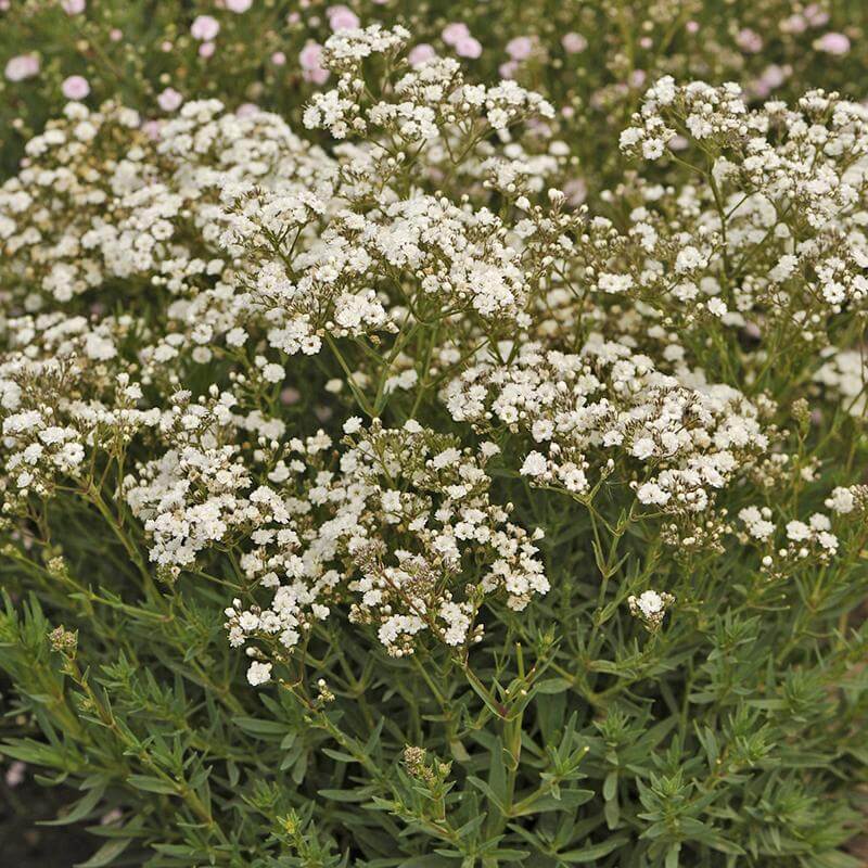 Festival Star® Baby's Breath (Gypsophila) - Image 4