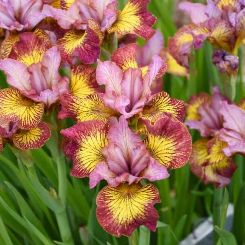 ‘Fiddles on Fire’ Siberian Iris