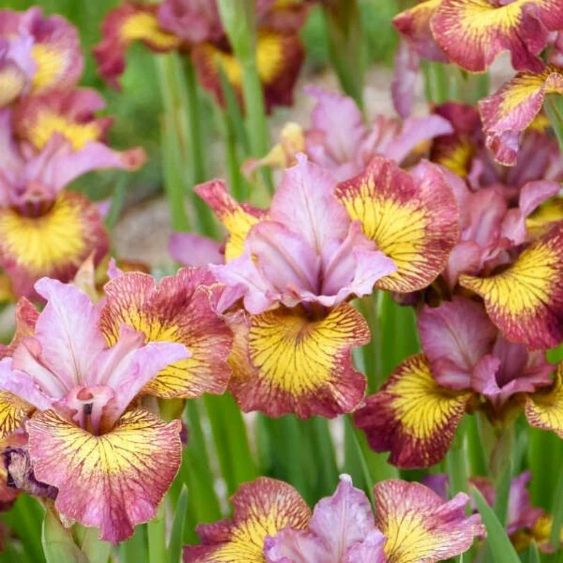 ‘Fiddles on Fire’ Siberian Iris - Image 2