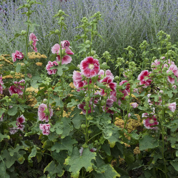 'Fiesta Time' Hollyhock (Alcea)