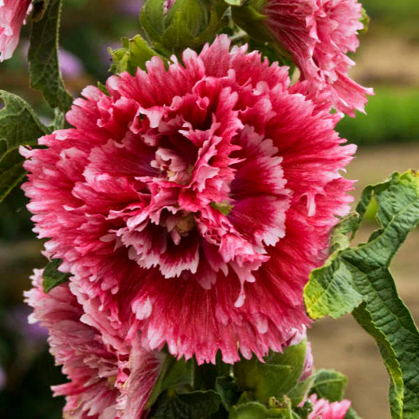 'Fiesta Time' Hollyhock (Alcea) - Image 3
