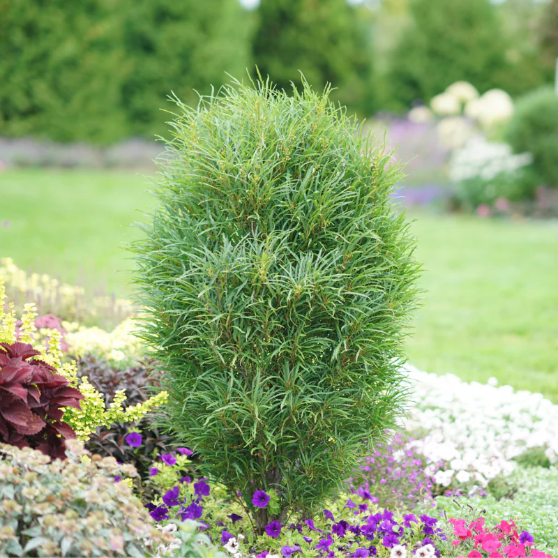 Fine Line® Rhamnus