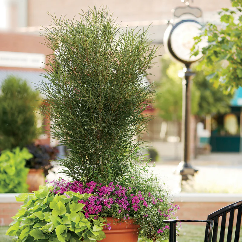 Fine Line® Rhamnus - Image 2