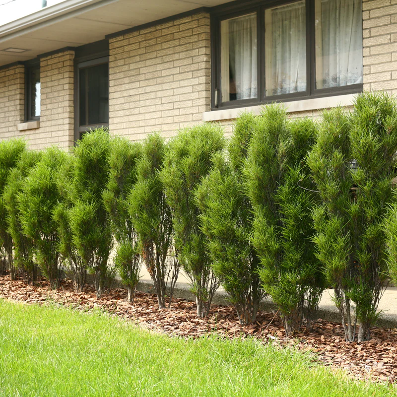 Fine Line® Rhamnus - Image 3