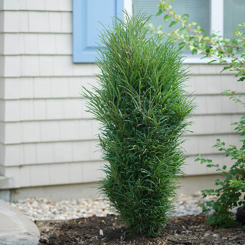 Fine Line® Improved Rhamnus