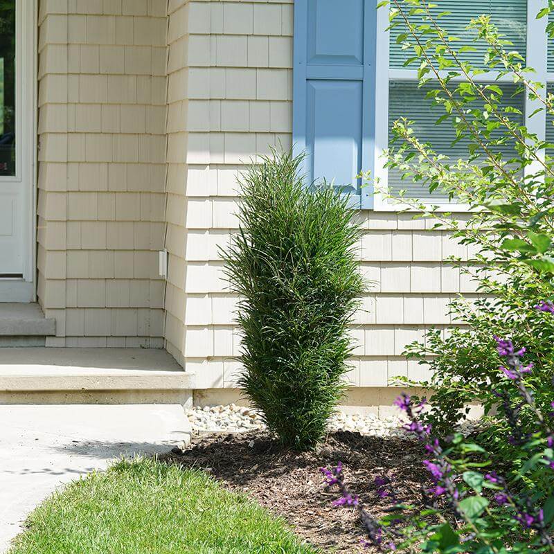 Fine Line® Improved Rhamnus - Image 2