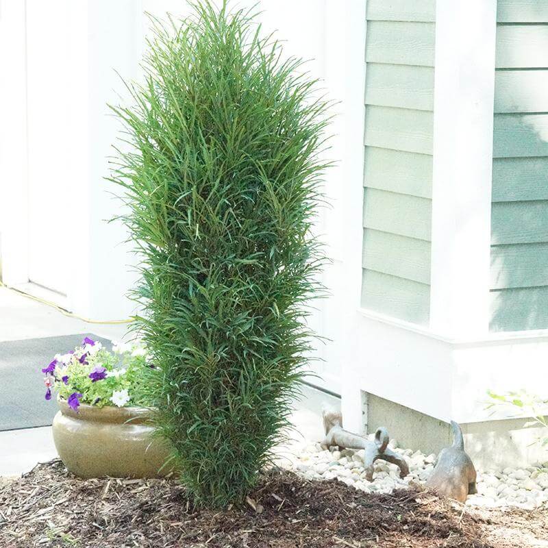 Fine Line® Improved Rhamnus - Image 3