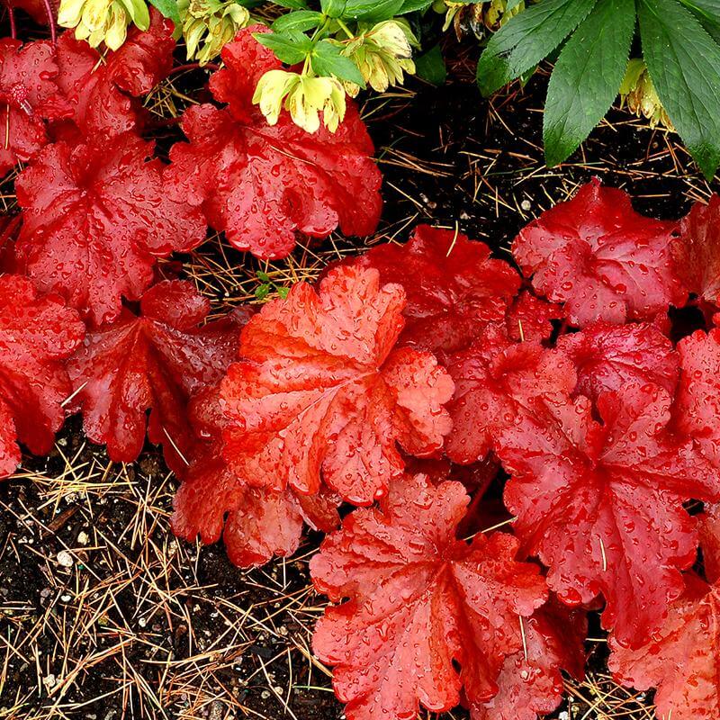'Fire Alarm' Coral Bells (Heuchera) - Image 4