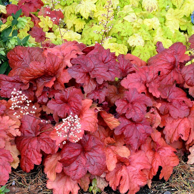 'Fire Alarm' Coral Bells (Heuchera) - Image 5